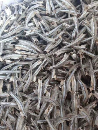 KURU HAMİSE WELLSUN, KURU HAMSİ YARMA, HAMİSE BAŞSIZ, BEBEK HAMİSE