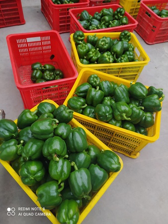 Bulgarian pepper "California"