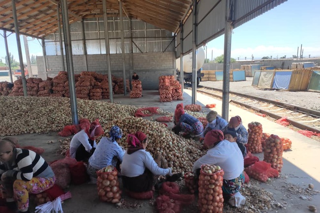 Bişkek&#39;te toptan Tacik taze soğan (Kırgızistan / Kırgızistan)