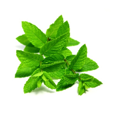 Taze nane yeşillikleri