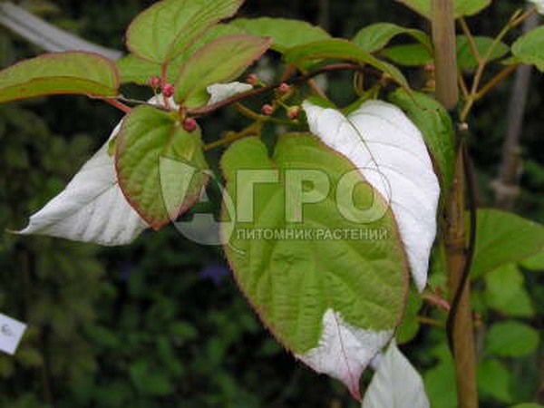 COLOMICT FEMALE ACTINIDIA