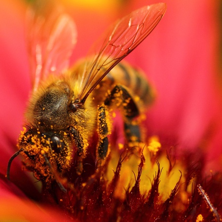Mountain Honey natural varietal from Kyrgyzstan
