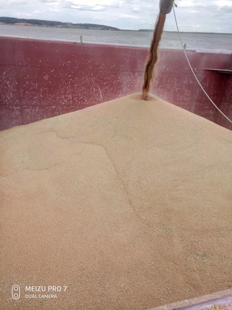 Wheat feed grade 5