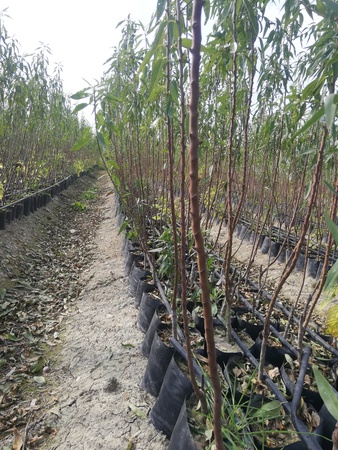 Саженцы фруктов