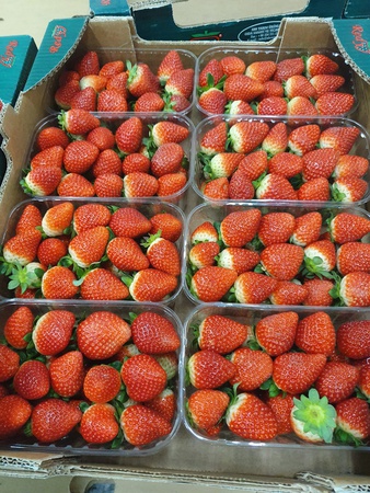 Клубника Клери из Турции