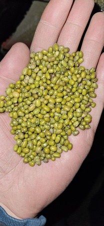 Маш зеленный