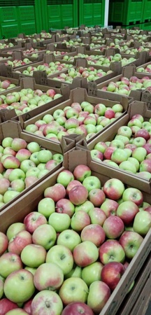 Яблоки сорт уэлси