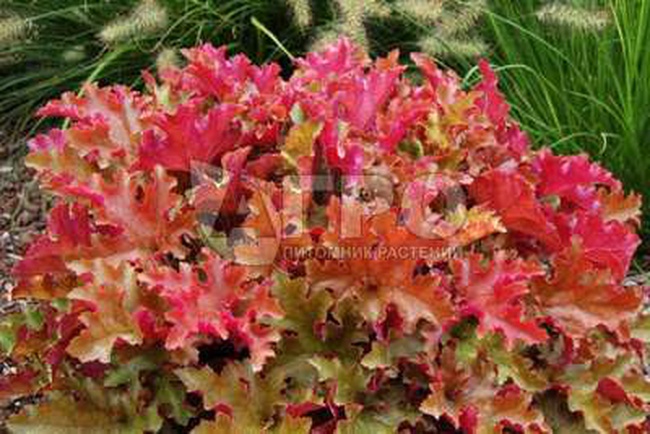 ГЕЙХЕРАMARMALADE