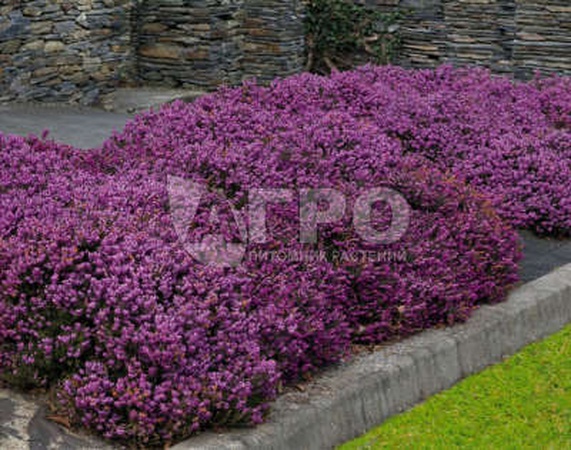 ERICA DARLENSKAYA DARLEY DALE