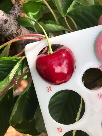 Черешня сорта Наполеон из Турции