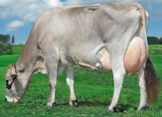 - Чистопородные племенные нетели. возраст не более 27 месяцев, стельность 2-6,5 месяцев, продажный вес не менее 450 кг.- Телки и бычки чистопородные племенные. Каждое животное идентифицировано индивидуальной ушной биркой. Возраст 7-12 месяцев.