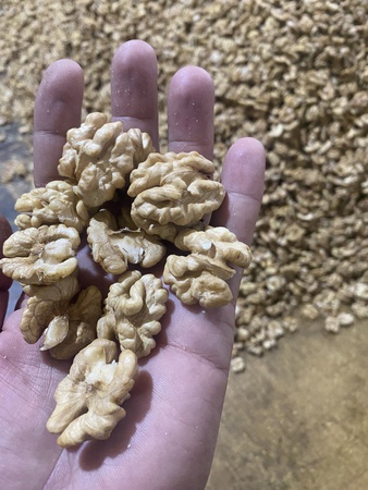 Ядро грецкие орехи