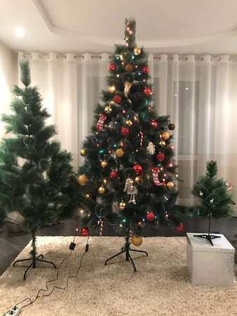 Suni ladin 90-300 cm