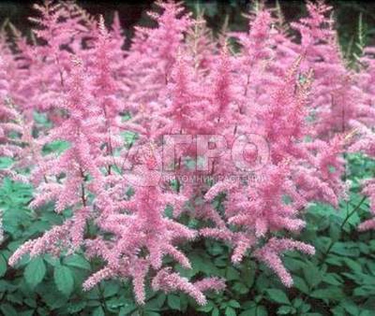 АСТИЛЬБА АРЕНДСА