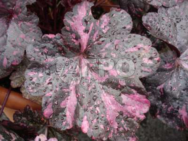 ГЕЙХЕРА午夜玫瑰精选