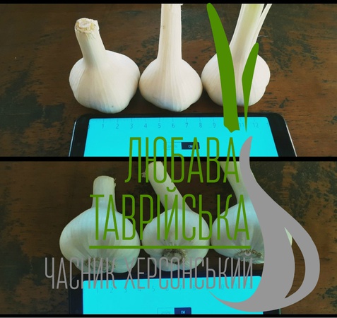 Посевной материал чеснока от производителя