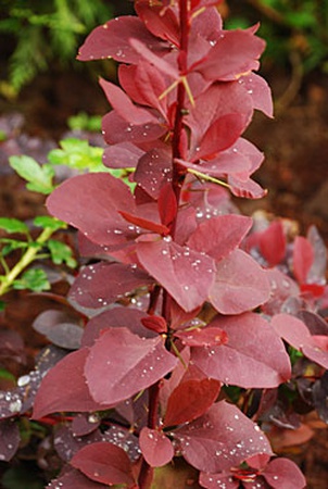 伏牛花通宝“红色火箭”