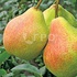 PEAR VARIETY HERA
