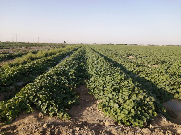 Вяленая дыня из Жетысая (Classic, Bites, Rolls) - Прямой поставщик.