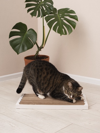 Когтеточка лежанка Bark