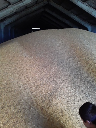 Tahıllar ve yağlı tohumlar