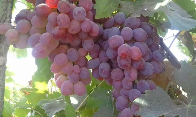 Виноград таифи