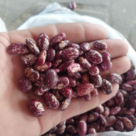 Фасоль королевская