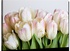 PINK TULIPS