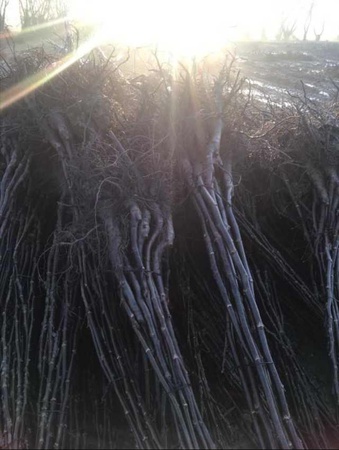 Саженец грецкого ореха Чандлера