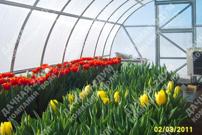 Теплица "Дачная-2ДУМ" из поликарбоната