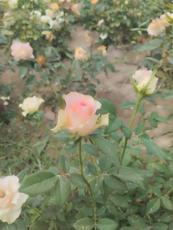 Rose Garden Uz