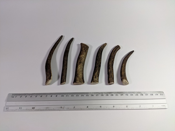 Рога северного оленя с нашей фермы свежие, сухие, мохнатые, цельные и всех размеров