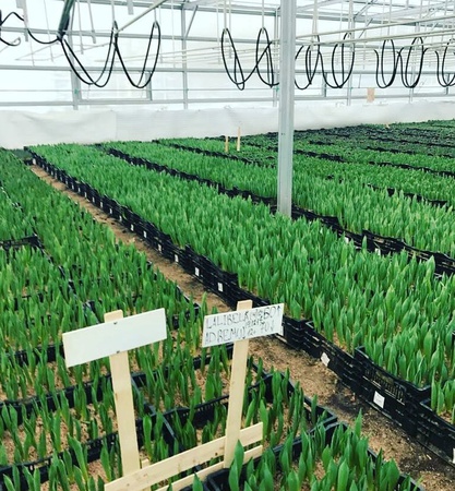 Тюльпаны к 8 марта опт