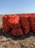 Продам лук оптом.400 тонн. В сетках 30-35кг. Качество продукции крупный,сухой, без болезни. Ручная сборка. Самовывоз. С поля. Доставка.Цена: 50 тенге