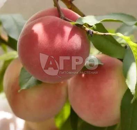 ПЕРСИК СОРТ ДОНСКОЙ МОРОЗОУСТОЙЧИВЫЙ
