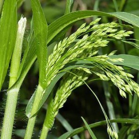 Пшено - 1 сорт