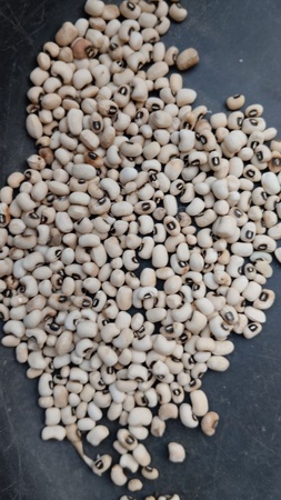 Фасоль черная глаз