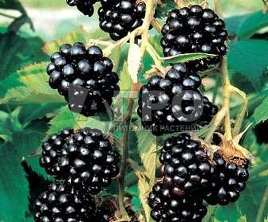 ЕЖЕВИКА СОРТ БЛЭК САТИН