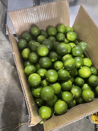 Свежий лайм без косточек из Вьетнама/свежий лайм/свежий зеленый лимон без косточек