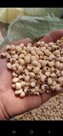 Фасоль черная глаз