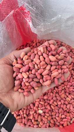 Ядро арахиса