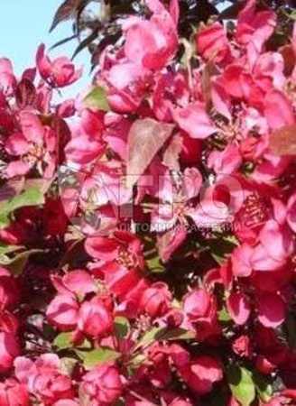 ЯБЛОНЯ ДЕКОРАТИВНАЯ SCARLETT