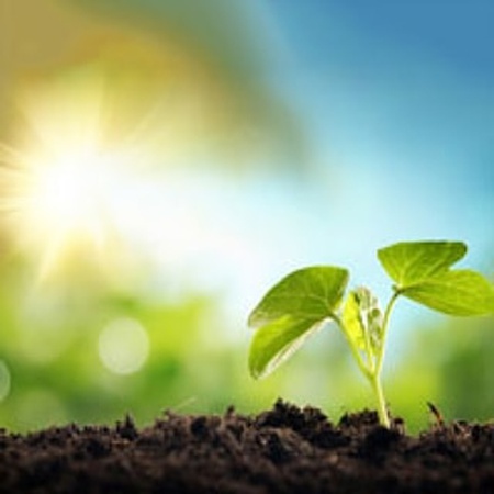 Eggs of the grain moth (sitatrog) SITATROGA !!!