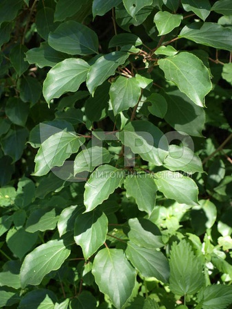 ACTINIDIA ARGUTA MEN