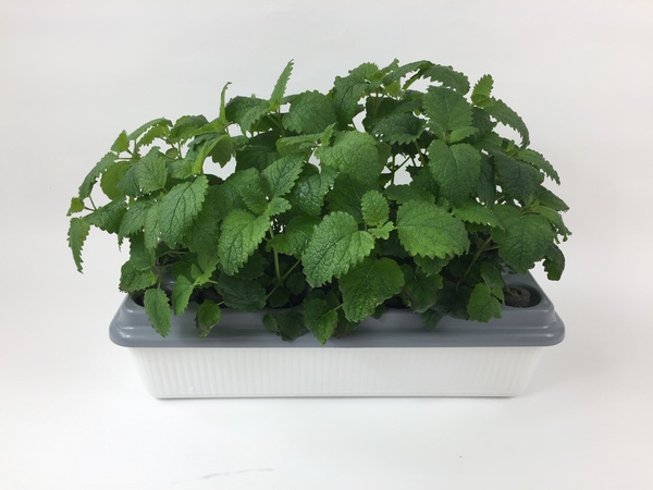 Домашняя Установка  «Чудо_грядка Здоровья КЛАД"