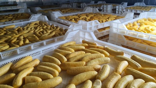 Kurutulmuş Muz. OLMISH fabrikalarından kurutulmuş meyveler