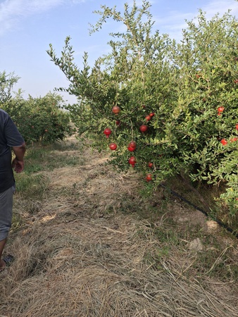 taze nar ihracata hazır ve diğer meyveler