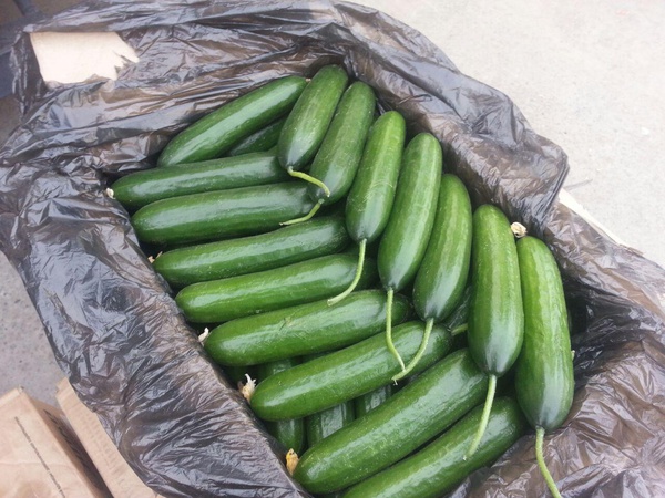 Огурцы Сорт Линера F1 длинноплодные +15 +18  Узбекистана