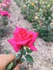 Rose Garden Uz