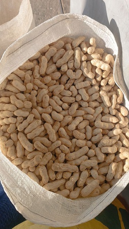Арахис в скорлупе. Экспорт из Узбекистана